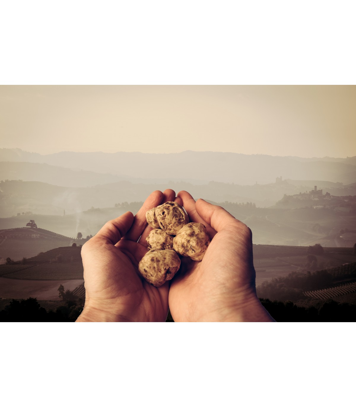 La truffe blanche du Piémont: Tuber magnatum